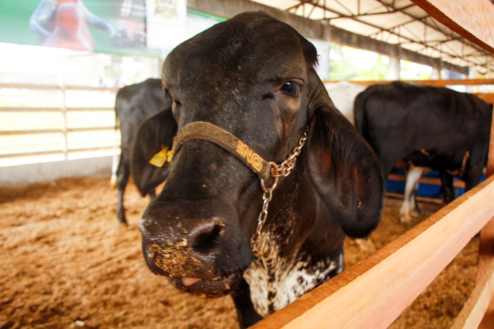 Concurso reúne as melhores genéticas de gado leiteiro da região